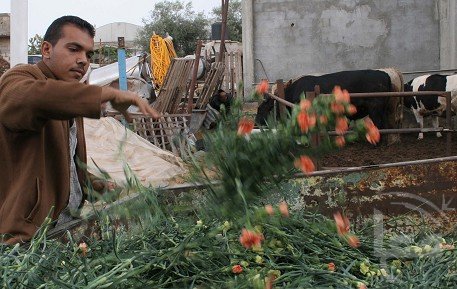 Palestijnse anjers mogen er wel uit