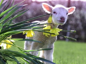 alttekst ontbreekt in origineel bericht