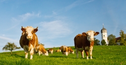 Geen vlees van gekloonde dieren in de supermarkt