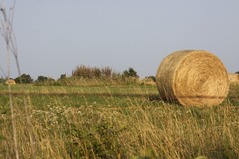 hay-bale-441064_640