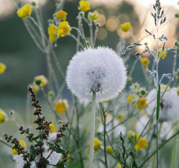 paardenbloem