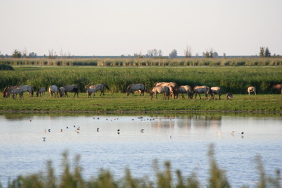 Oostvaardersplassen_koniks