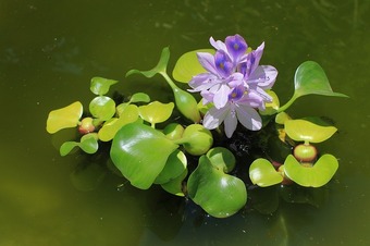 water-hyacinth