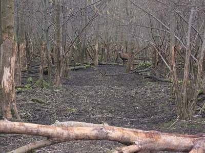 Oostvaardersplassen