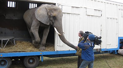 dieren in het circus