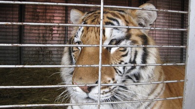 dieren in het circus