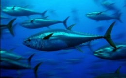 Groene voorstellen voor wereldwijde aanpak illegale visvangst aangenomen