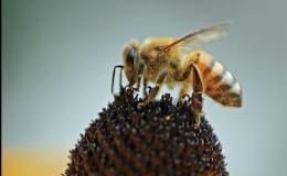 Bijen in de steek gelaten