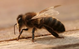 Eickhout: Moratorium op schadelijke pesticiden voor bijen
