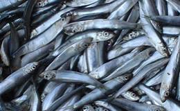 Visserijministers schuiven verantwoorde visquota op de lange baan