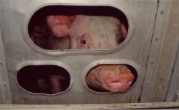 Europarlement maakt geen einde aan ellenlange diertransporten