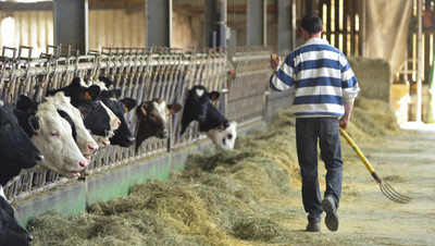 Breeding of cows