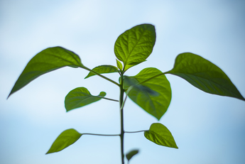 nature-plant-morning-green